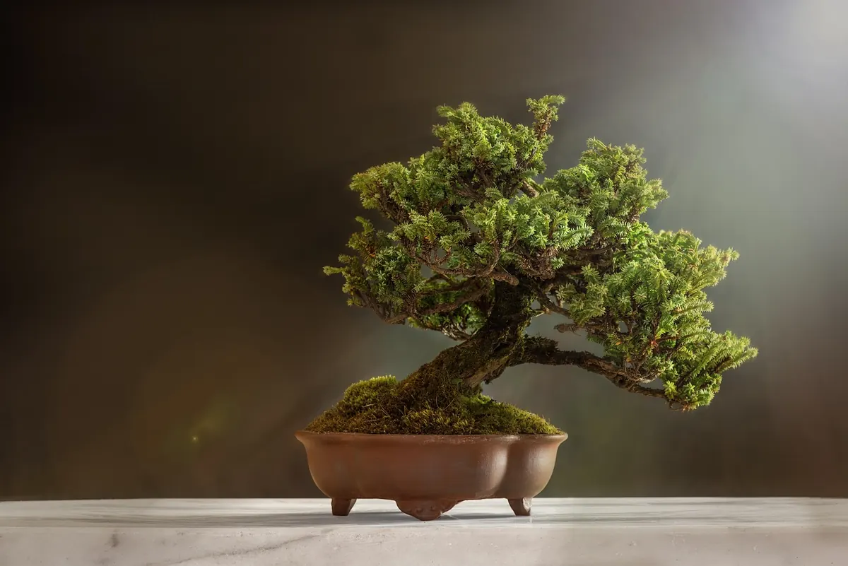 Common Mistakes When Planting Larch Trees