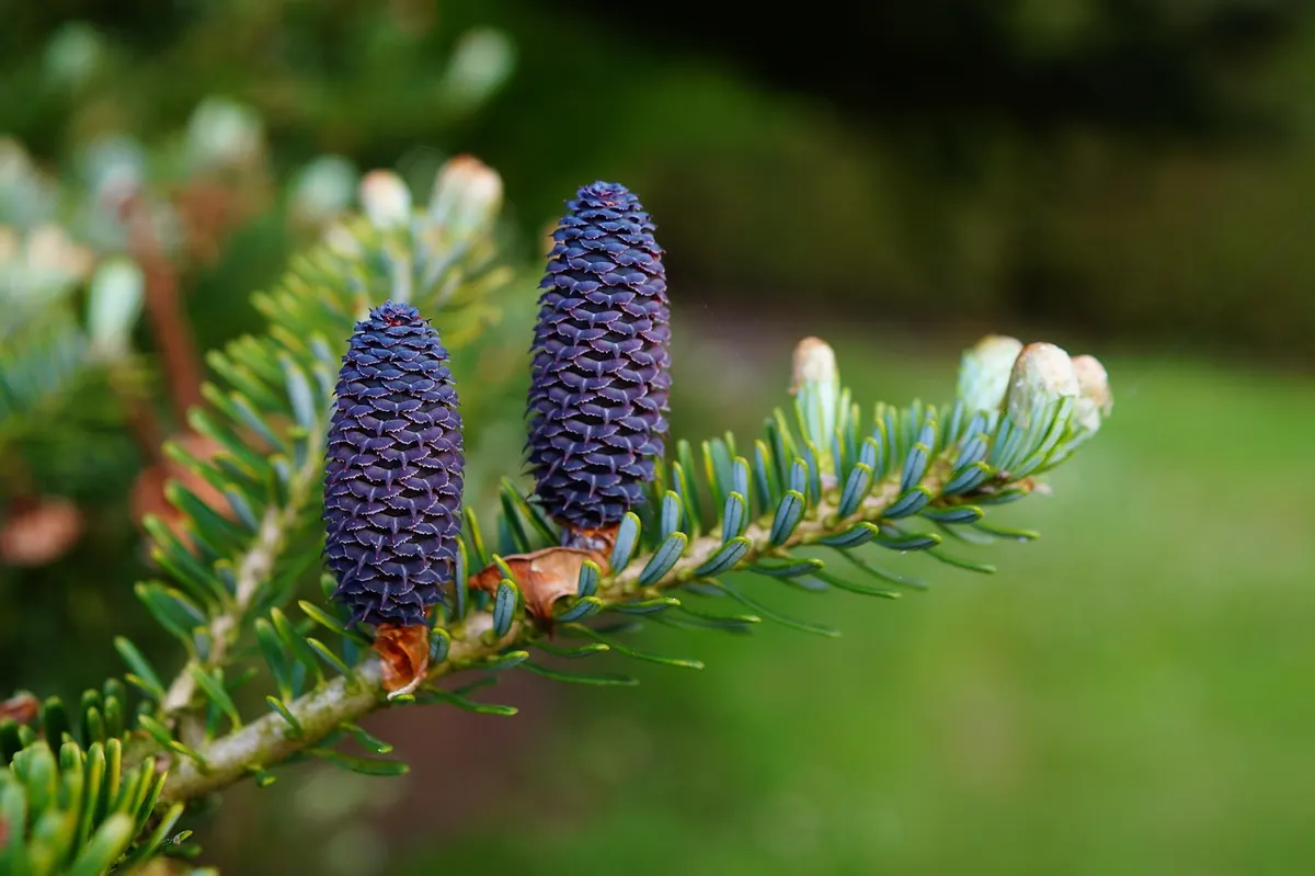 Larch vs Pine, Spruce and Fir: A Beginner's Identification Checklist