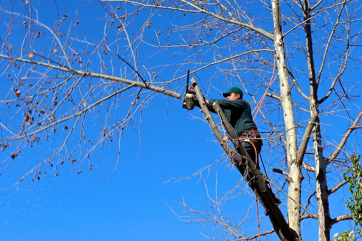 Pruning Larch Trees: When to Cut and What to Avoid